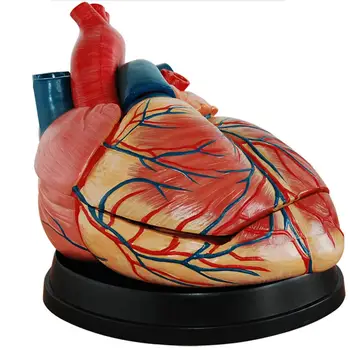 Медицинская модель сердца из ПВХ в 4 раза больше человеческой сердечной вены в натуральную величину из 3 частей